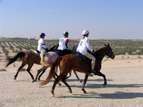 Trio trotting