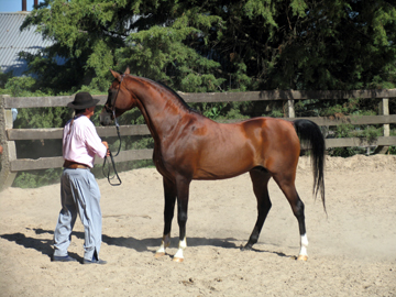 Sire of Winning Horses: Waalgram