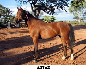 Antar