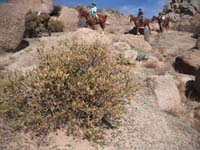 2010Arizona/gallery/TomThumb/thumbnails/DSCF4082.jpg