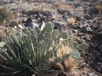 2010Arizona/gallery/TomThumb/thumbnails/DSCF4157.jpg