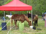 share tent and food