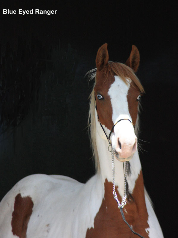 Endurance Net Classified Ads Horses