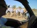 212_windowcamels