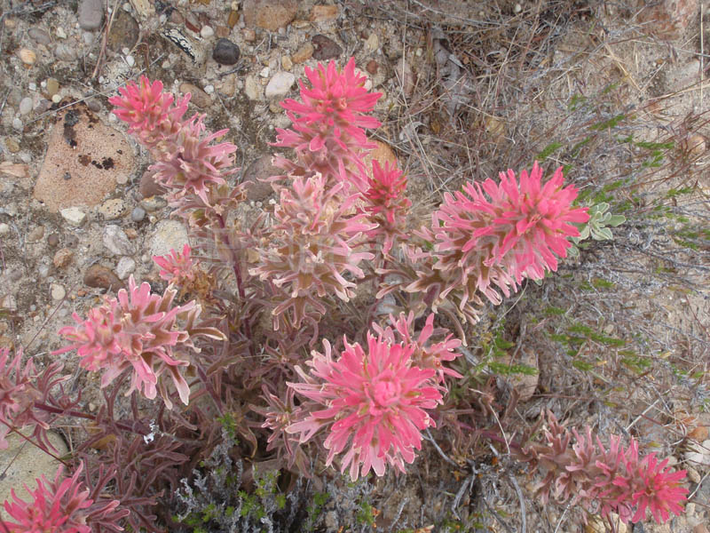 P5230126