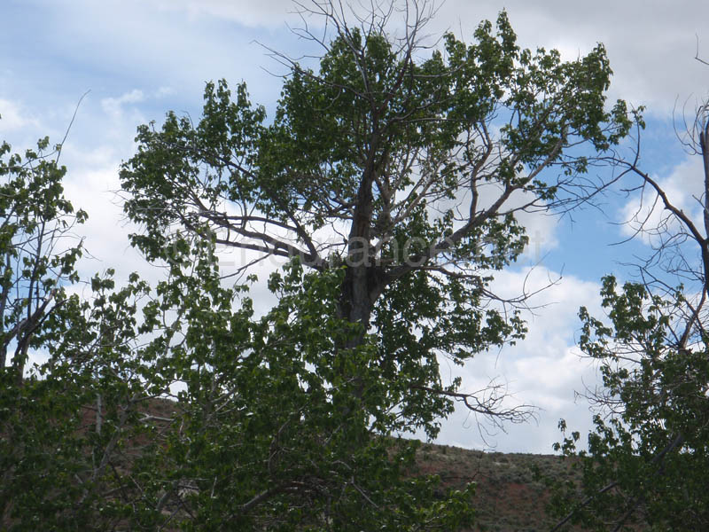 P5240158
