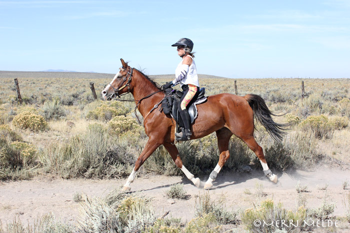 Meet My Endurance Horse HB Aur Squirt Darcy Bean
