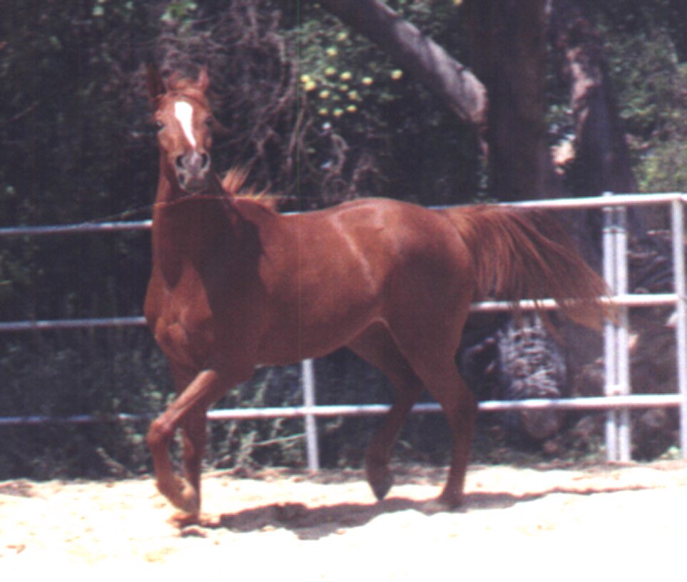 JPEG image