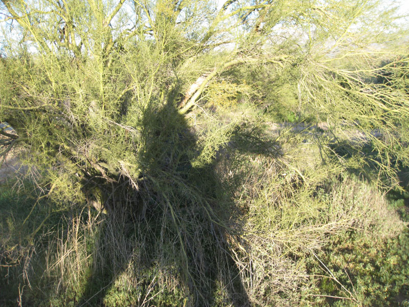 ArizonaEndurance2009#90061