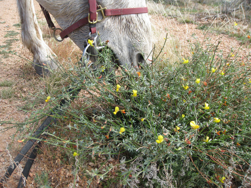 ArizonaEndurance2009#90120