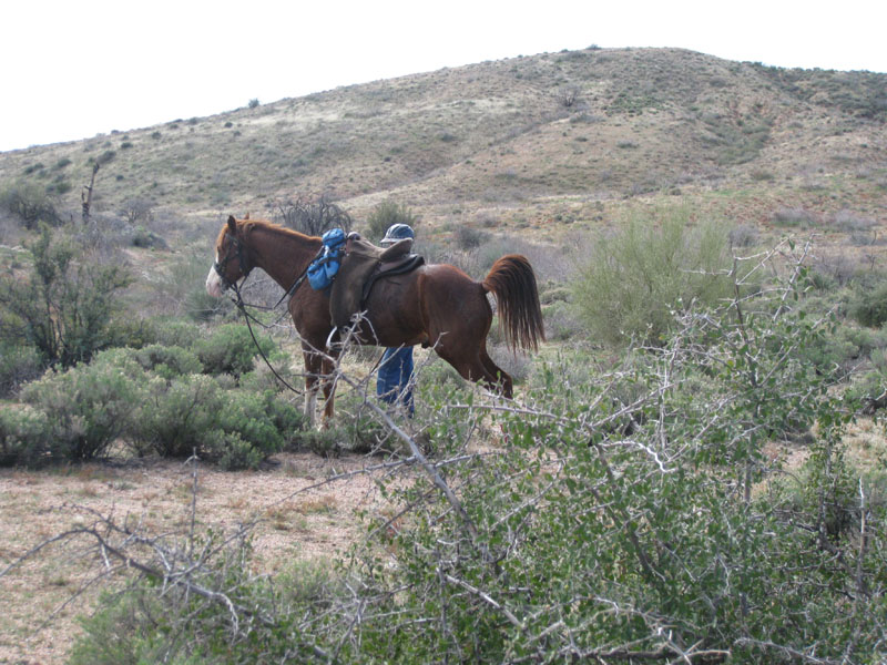 ArizonaEndurance2009#90122