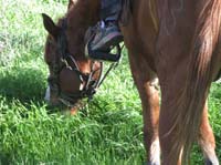ArizonaEndurance2009#90022