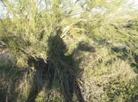ArizonaEndurance2009#90061