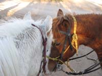 ArizonaEndurance2009#90064