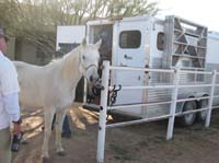 ArizonaEndurance2009#90068