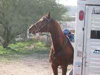 ArizonaEndurance2009#90078