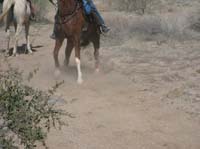 ArizonaEndurance2009#90126
