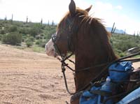 ArizonaEndurance2009#90132