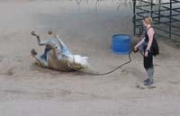 ArizonaEndurance2009#90143