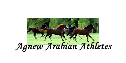 Agnew Arabian Athletes