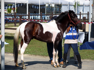 Malaysian Pony