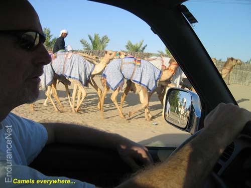 212_windowcamels