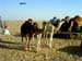 214_babycamels