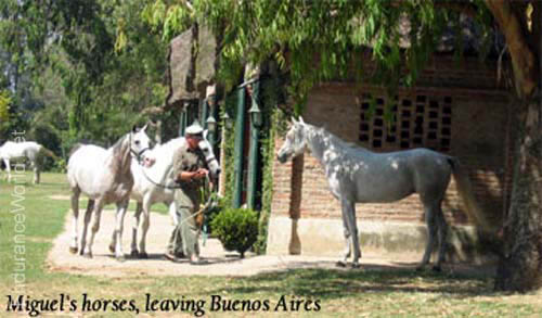 mbArrival_horsesbuenos0017
