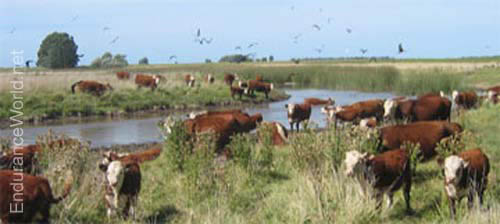 mbEstancia_cattle