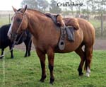 international/Argentina/2004Pinamar/gallery/Set1/thumbnails/mbEstancia_criollohorse.jpg