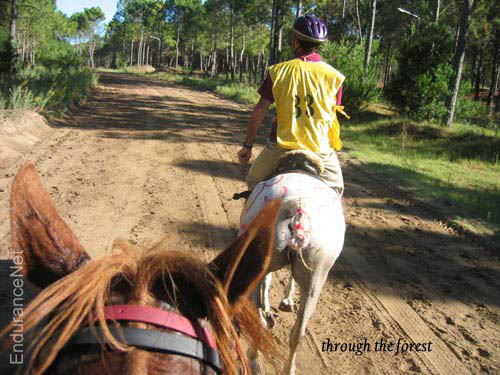 02_pinamar_sat_forest