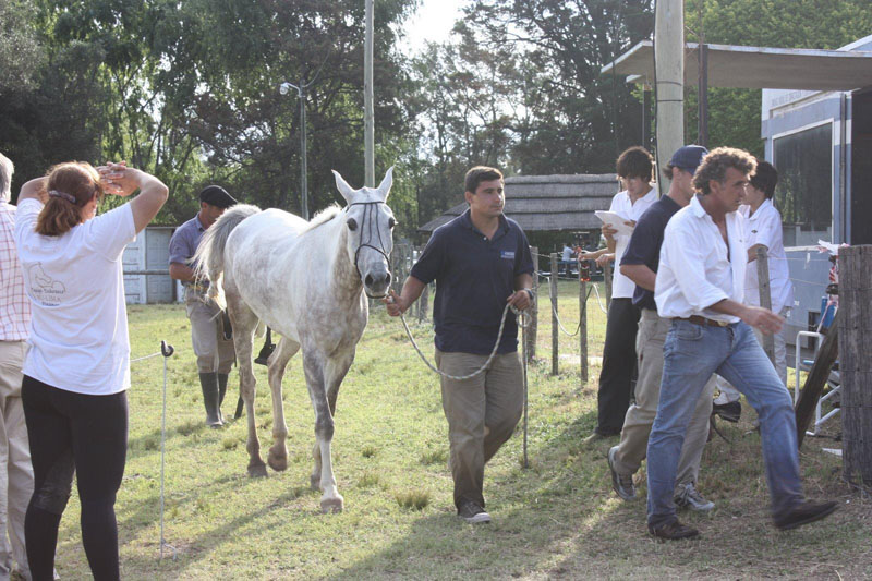 Cazon%20-%202008%20n#80003