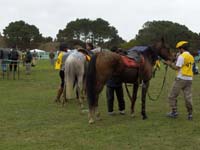 Carrera%20Pinamar%20#80001