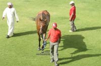 Giants Of Endurance #A0067