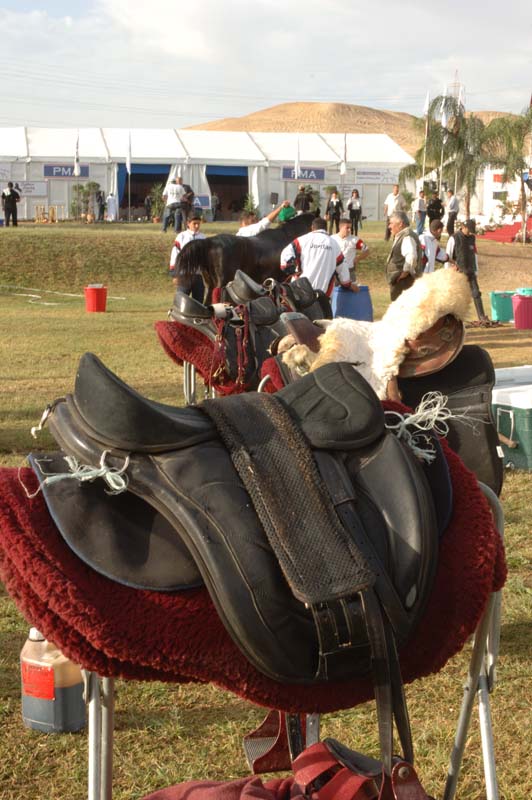 saddles