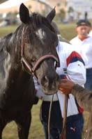 Jordanian horse