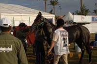 Libyan horse
