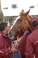 Qatar team