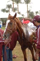 Qatar