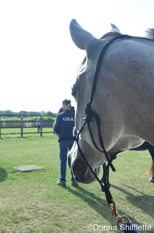 USEF-T-3DAYS 118