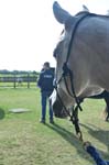USEF-T-3DAYS 117