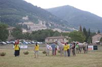 international/Italy/2008Gubbio/gallery/07VetIn/thumbnails/0806GUB_043.jpg