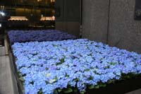 international/Japan/2009ShiningMoon/gallery/MikeT_06/thumbnails/IMG_2764.jpg