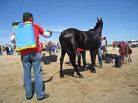 08TDA_806