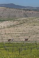 IMG_7147