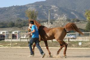 Gallery/VetIn/rotator/IMG_1561.jpg