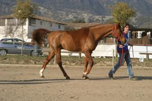 Gallery/VetIn/rotator/IMG_1622.jpg