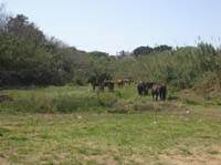 0903TDAA_349C