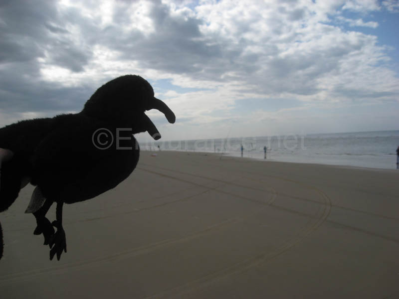 0903TDAA_446A