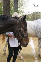 0903TDAA_981